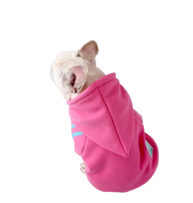 Pink Frenchie sport zip hoodie on dog — back view