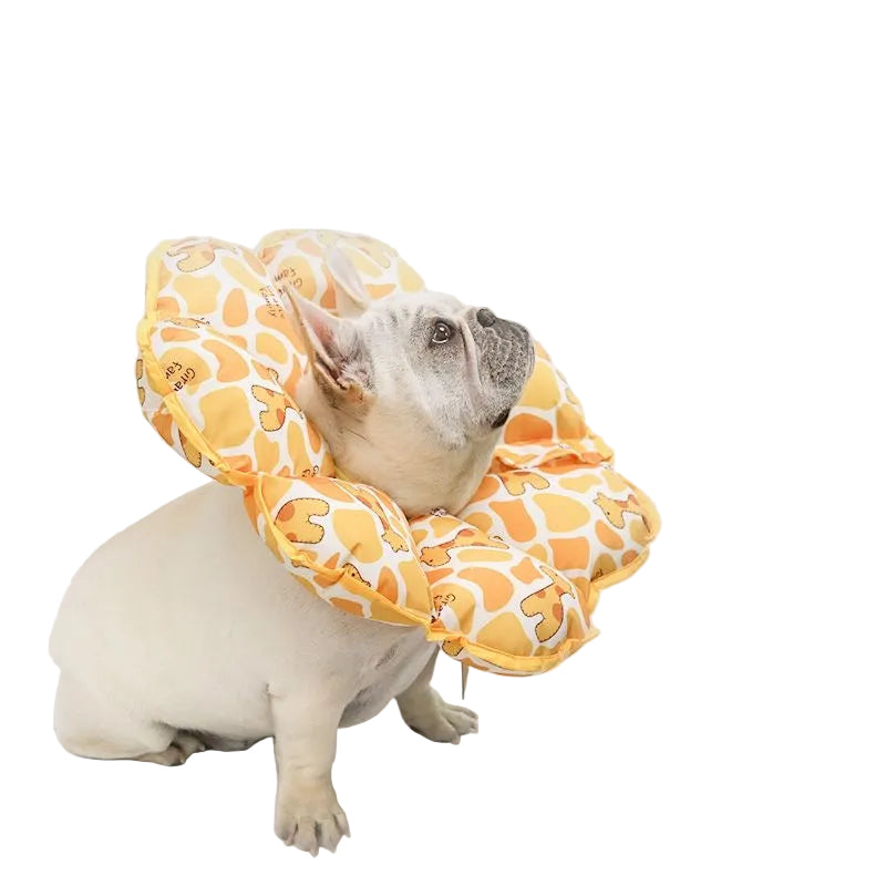 Frenchie wearing soft flower recovery collar — Giraffe Yellow sunflower cone alternative