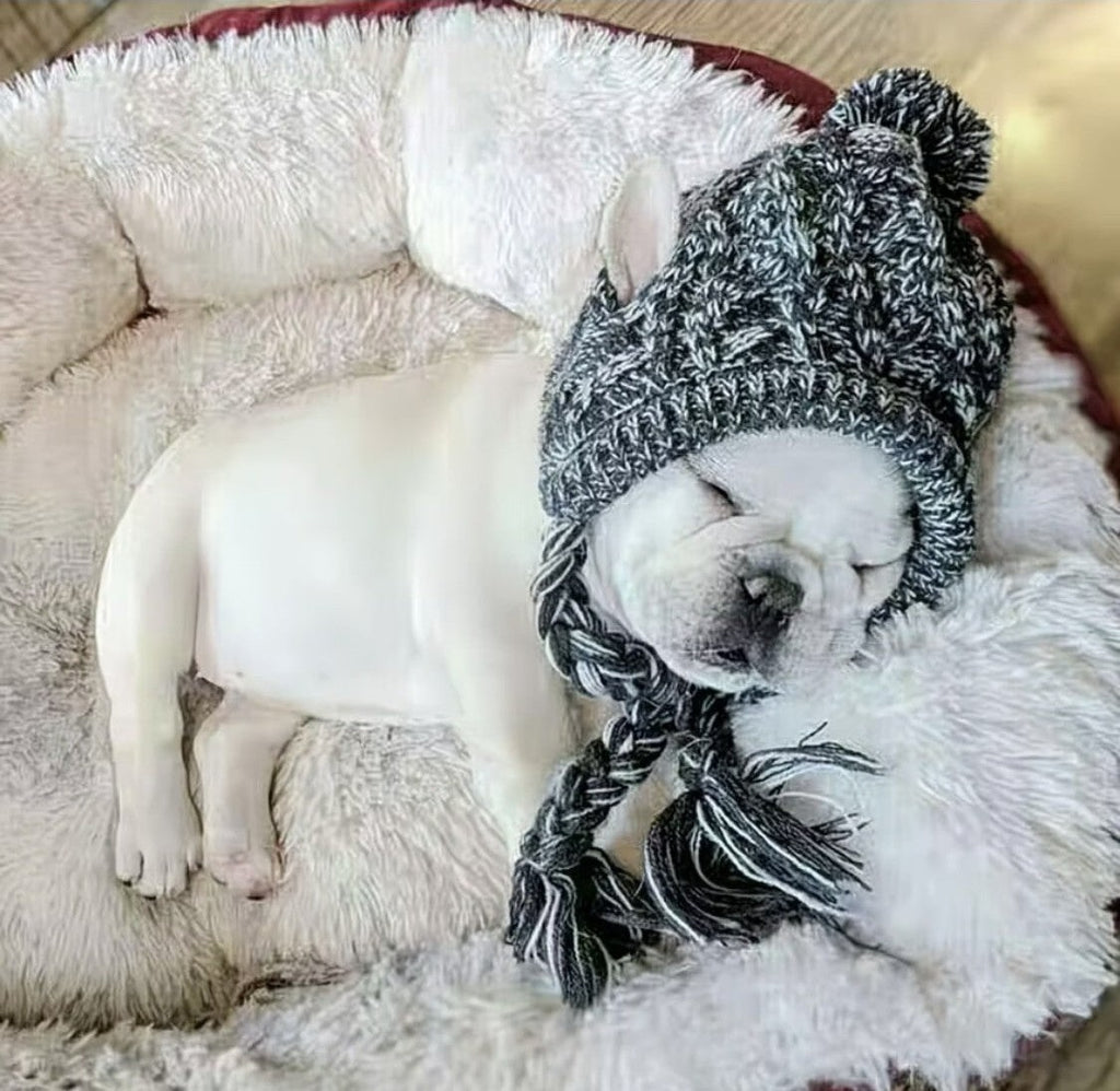 Ear-Hole Knit Beanie for Frenchies — Pom & Tassels