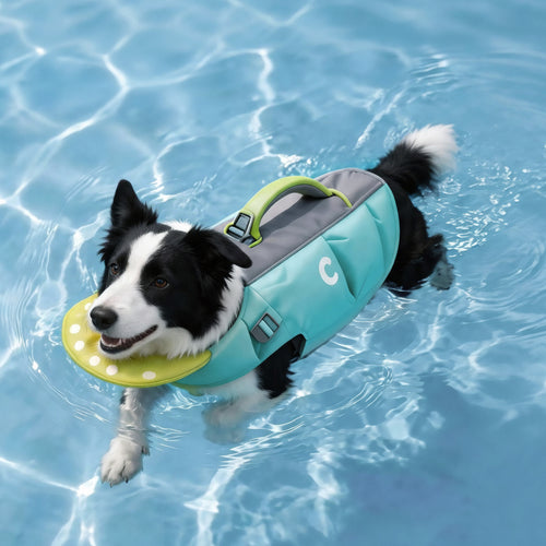 Border Collie swimming in a pool wearing teal and grey dog life jacket with chin float