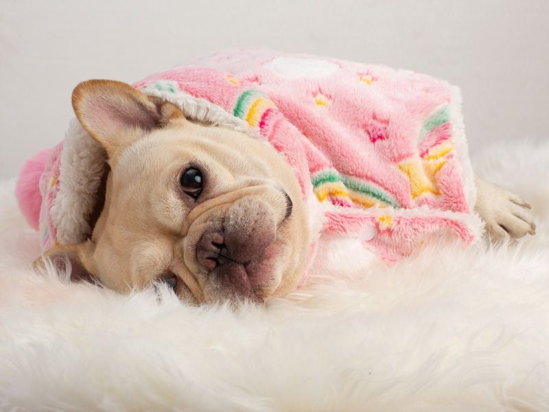 Pink Rainbow hooded plush cape on Frenchie — front lying