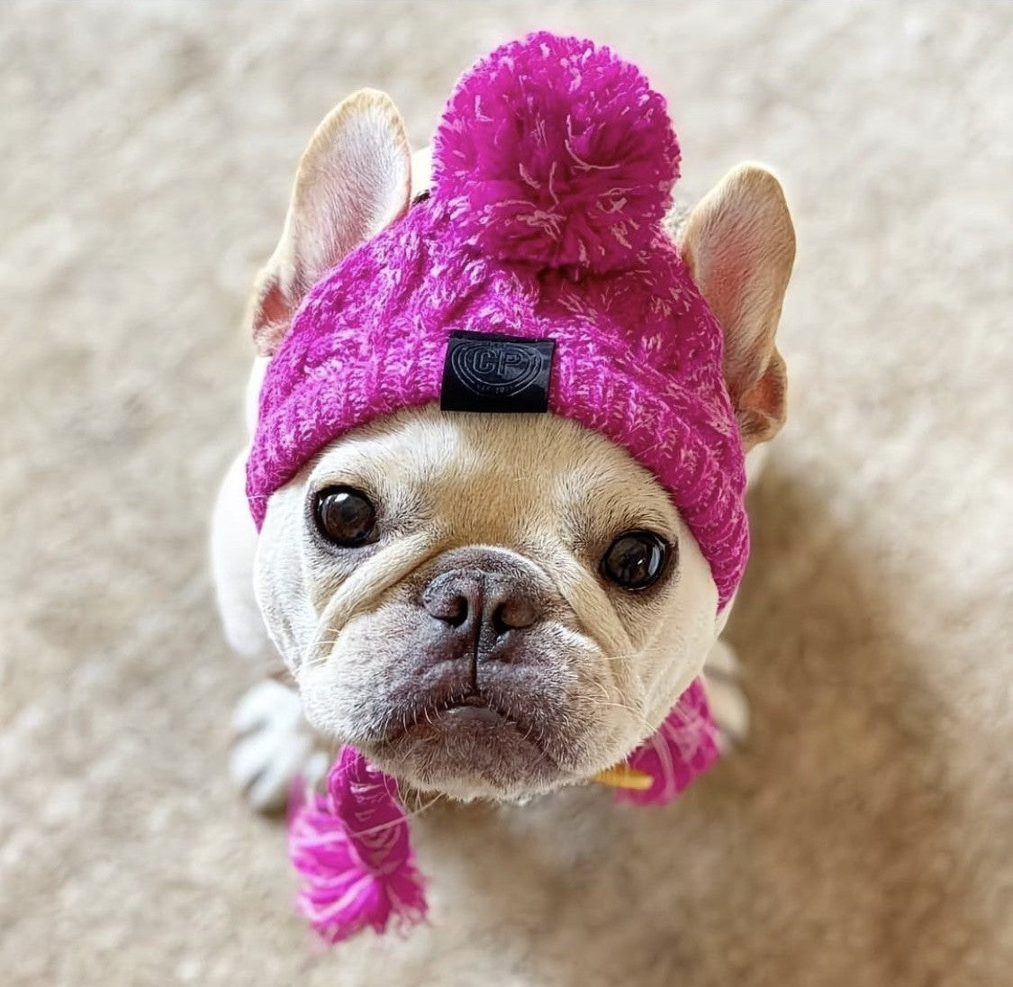 Ear-Hole Knit Beanie for Frenchies — Pom & Tassels