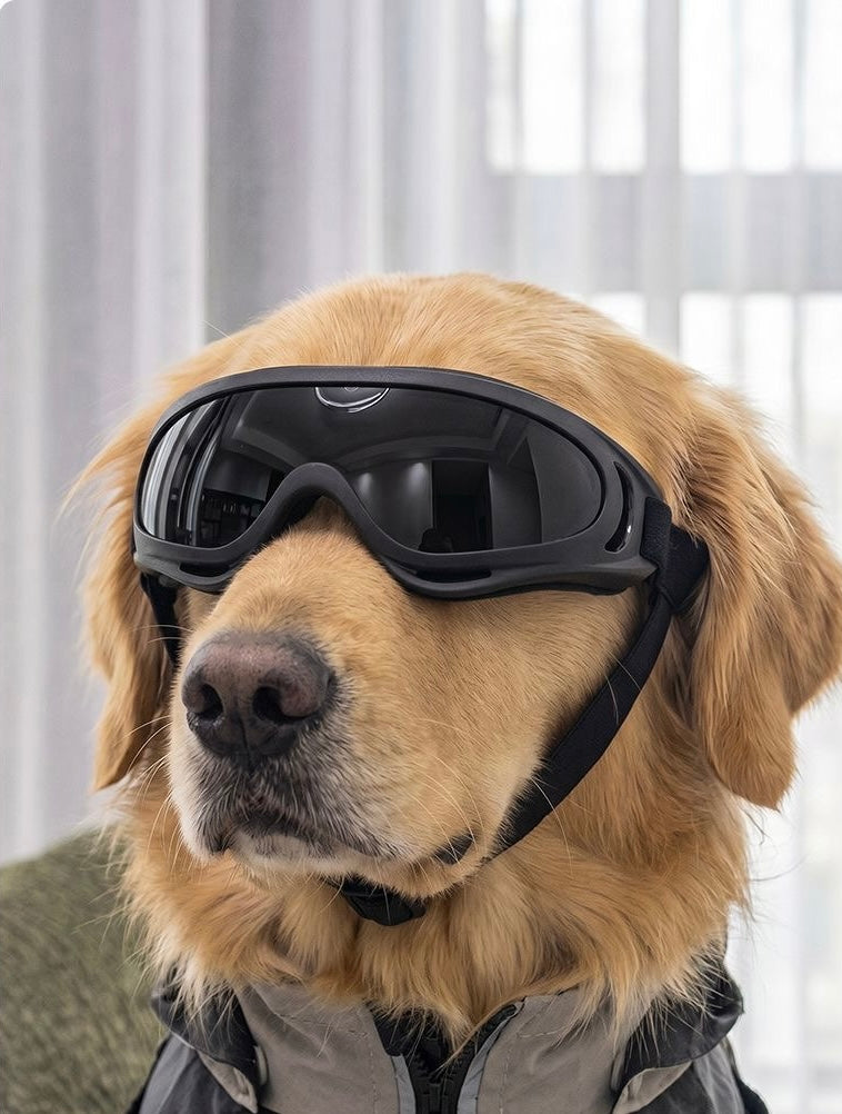 Pet protective goggles — Golden Retriever with dark-tinted lenses and grey jacket