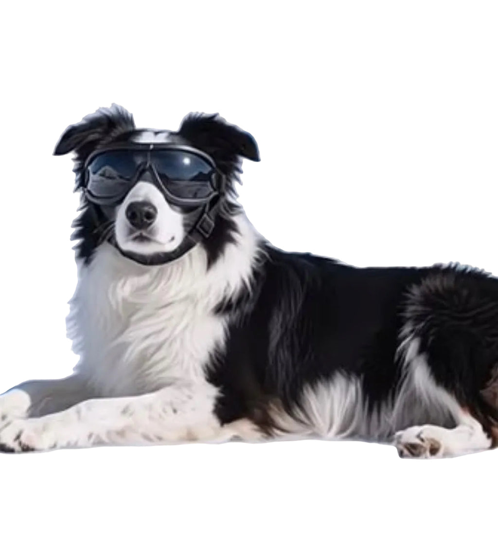 Pet protective goggles — Border Collie with dark lenses in snowy outdoor adventure