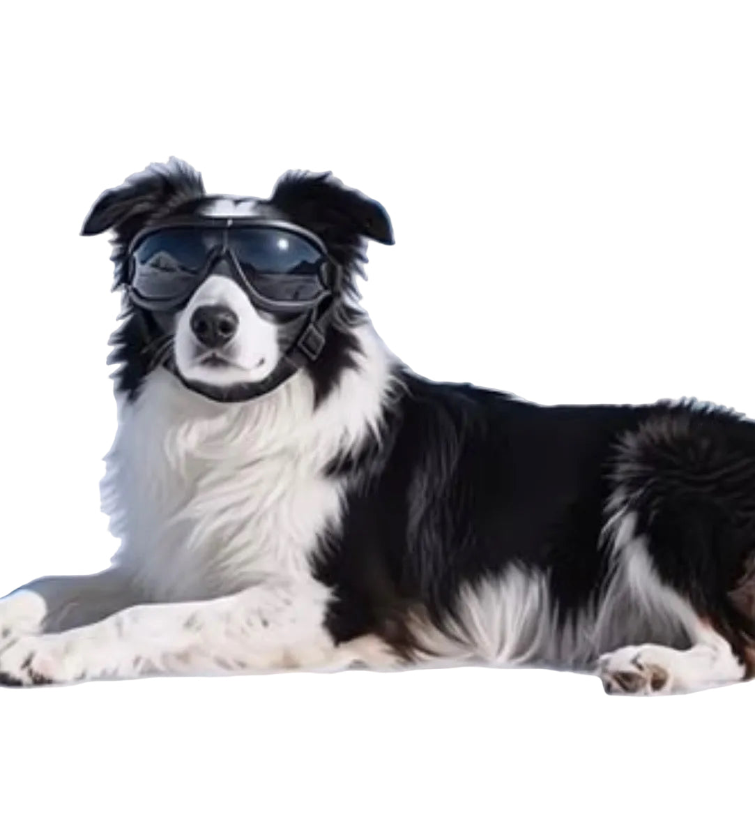 Pet protective goggles — Border Collie with dark lenses in snowy outdoor adventure