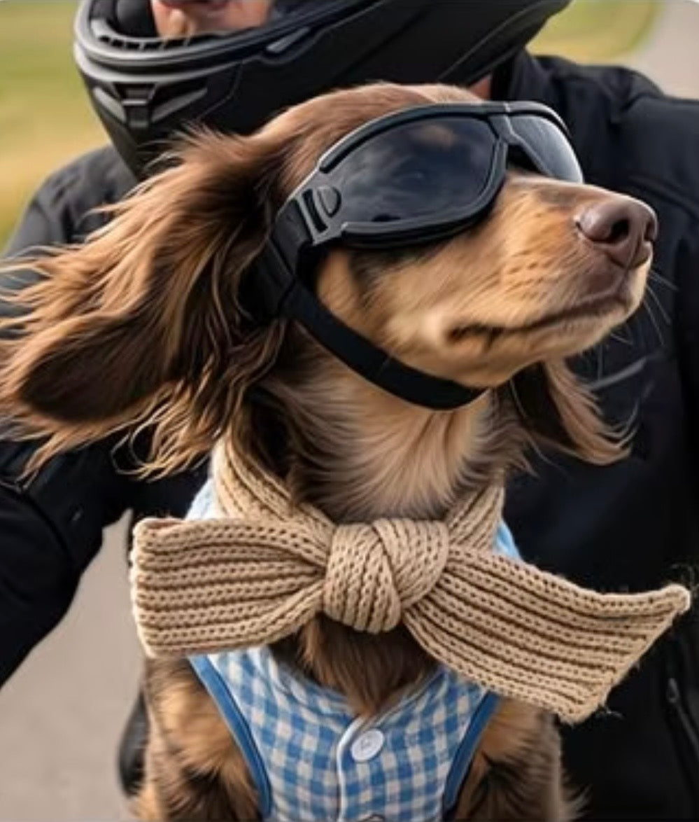 Pet protective goggles — brown dog motorcycle lifestyle with dark lenses and bow