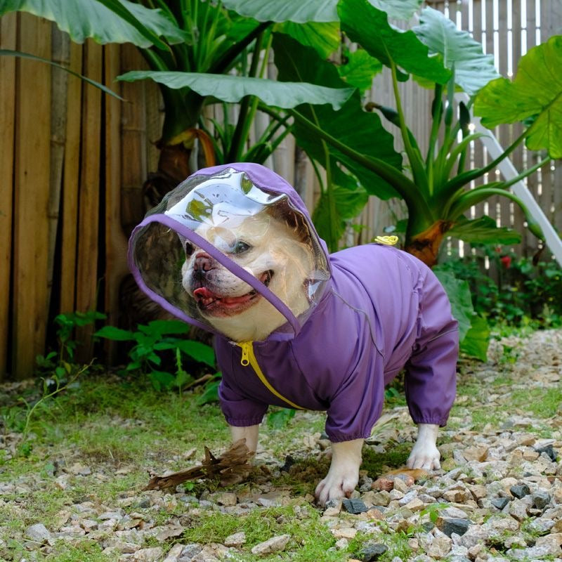Purple full-body dog raincoat with clear visor hood and yellow zipper
