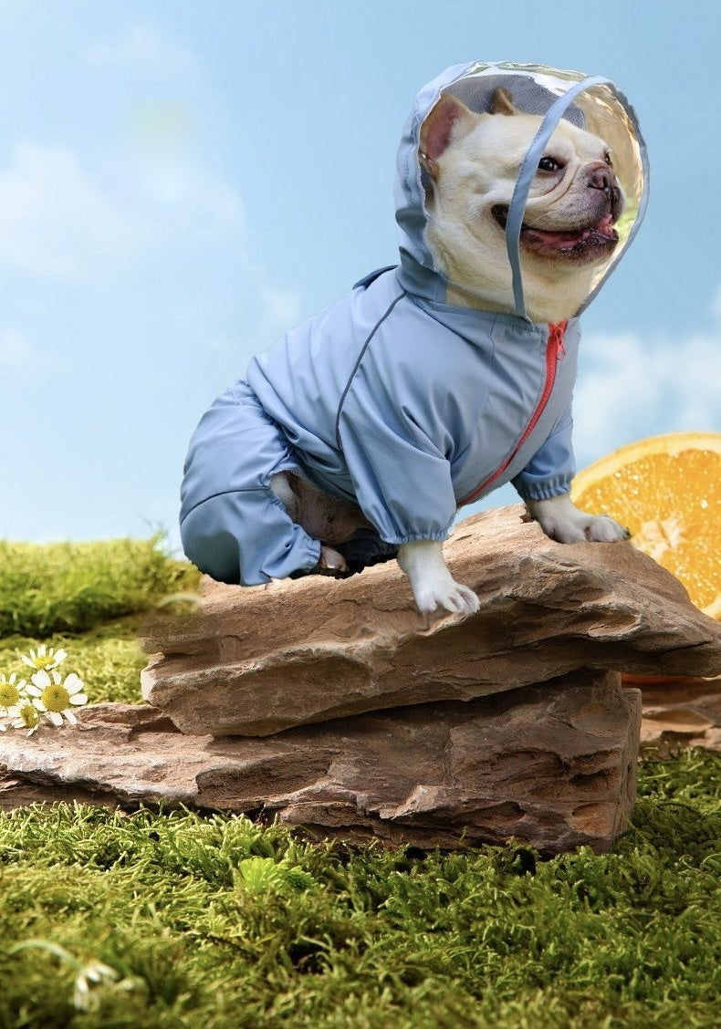 Blue clear-visor full-body raincoat on Frenchie — outdoor moss rocks