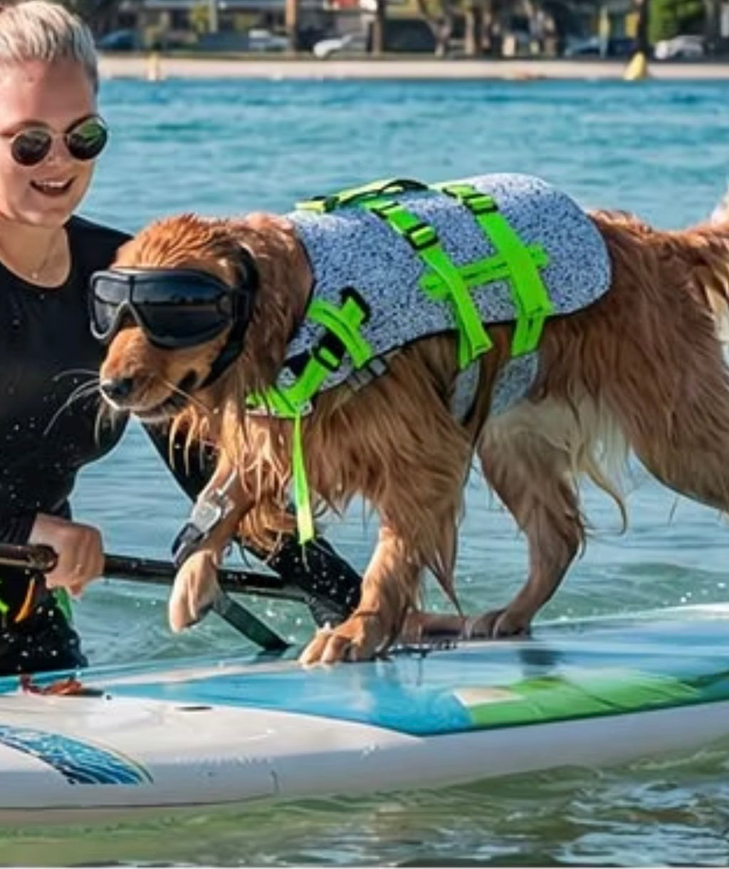 Pet protective goggles — dog on paddleboard wearing dark-tinted goggles outdoors