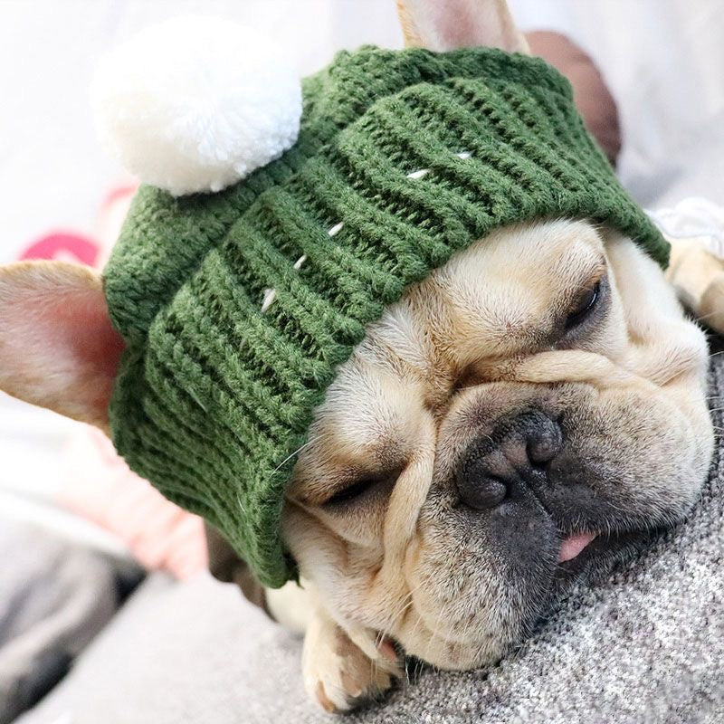 Green Frenchie knit pom-pom hat on French Bulldog